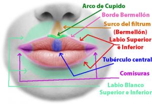 Partes del Labio Queiloplastia Cirugía de labios Clínica Rehberger ...